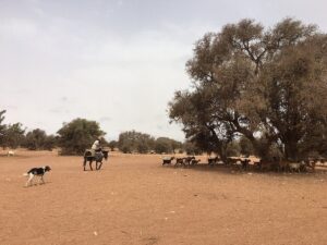 Aventure palpitante en quad à travers les paysages naturels et variés d'Agadir, avec des vues panoramiques et des terrains accidentés offrant une immersion totale dans la beauté sauvage et pittoresque de la région marocaine.